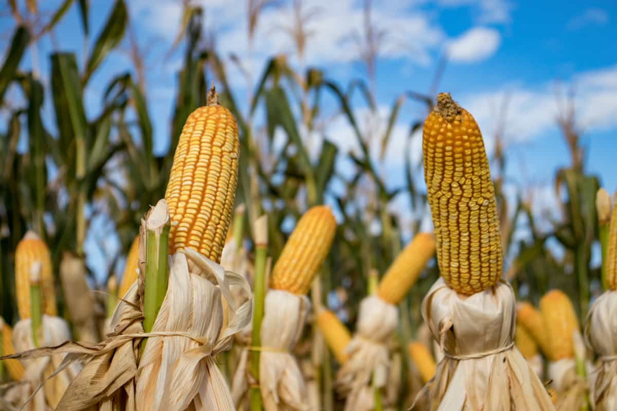 El maíz transgénico ha sido motivo de controversia desde hace poco más de 20 años, un decreto prohíbe su uso en la alimentación humana en México.