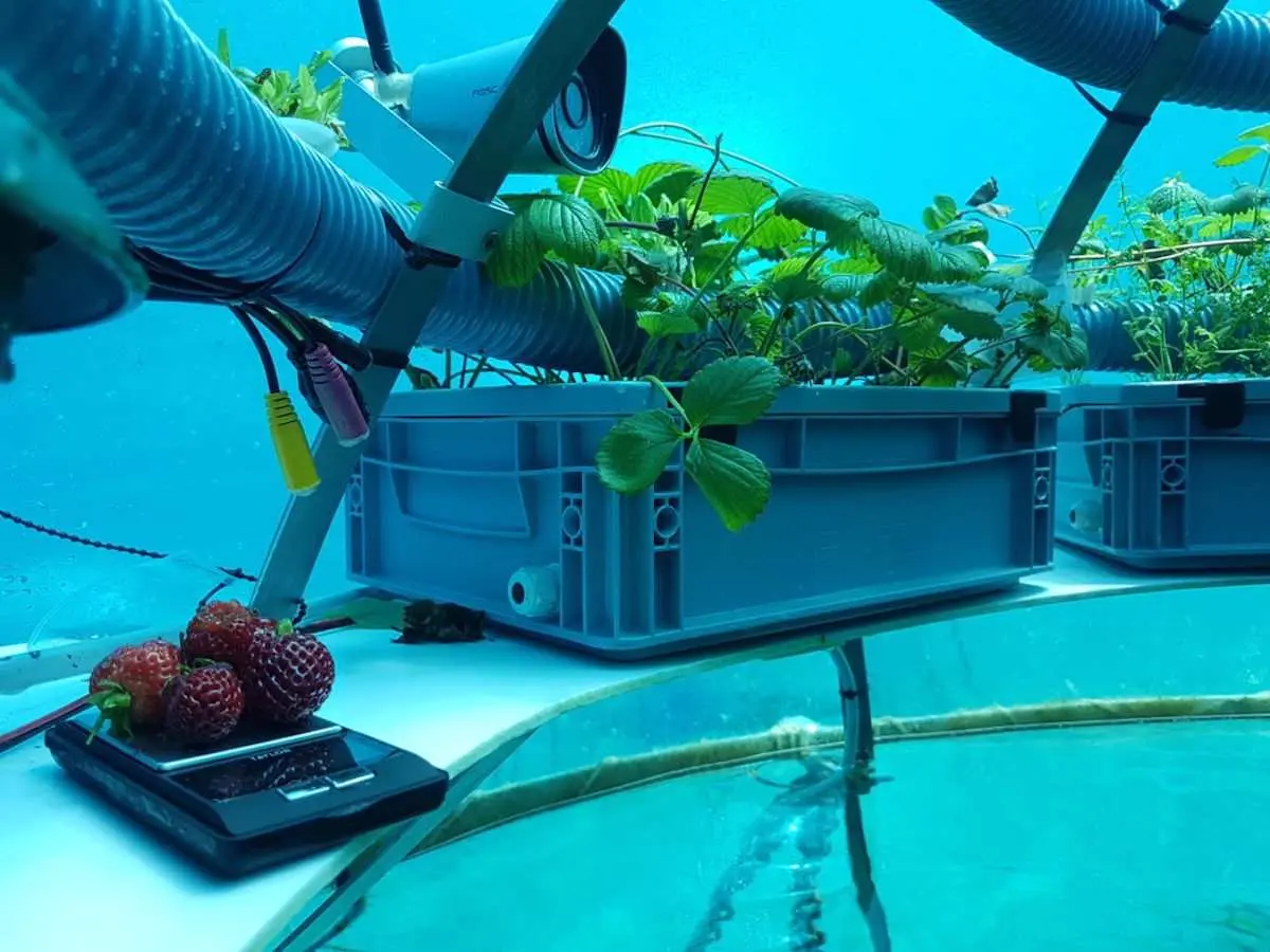 Cultivo de fresas en invernaderos submarinos en Jardin de Nemo Italia