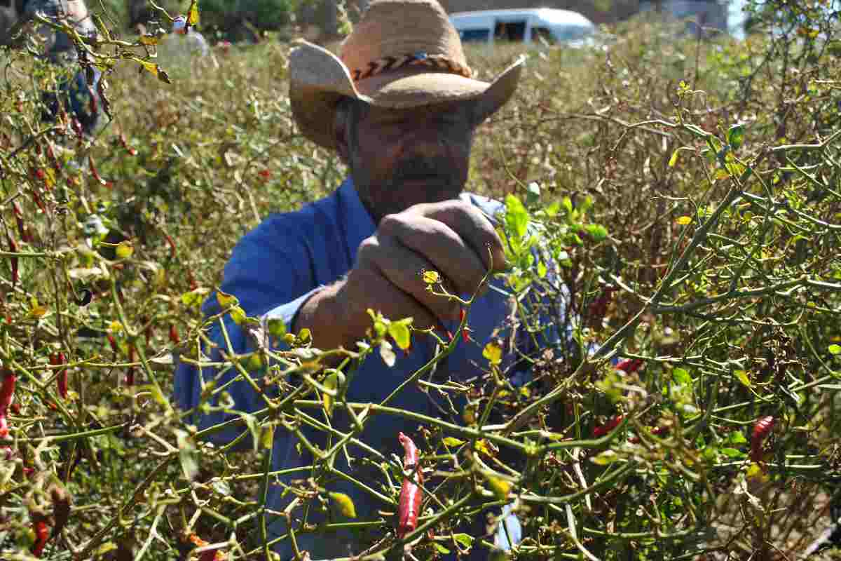 Martin Mora Antillas, de 63 años, es recolector de chile Yahualica en Acasico, Jalisco.