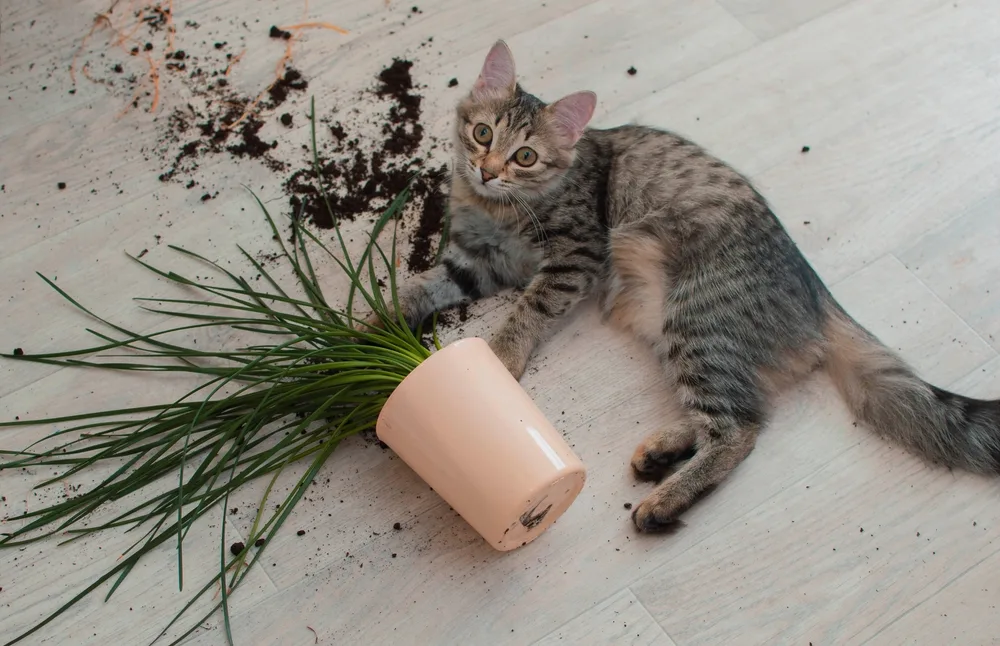 Repelente de plantas de gatos con café