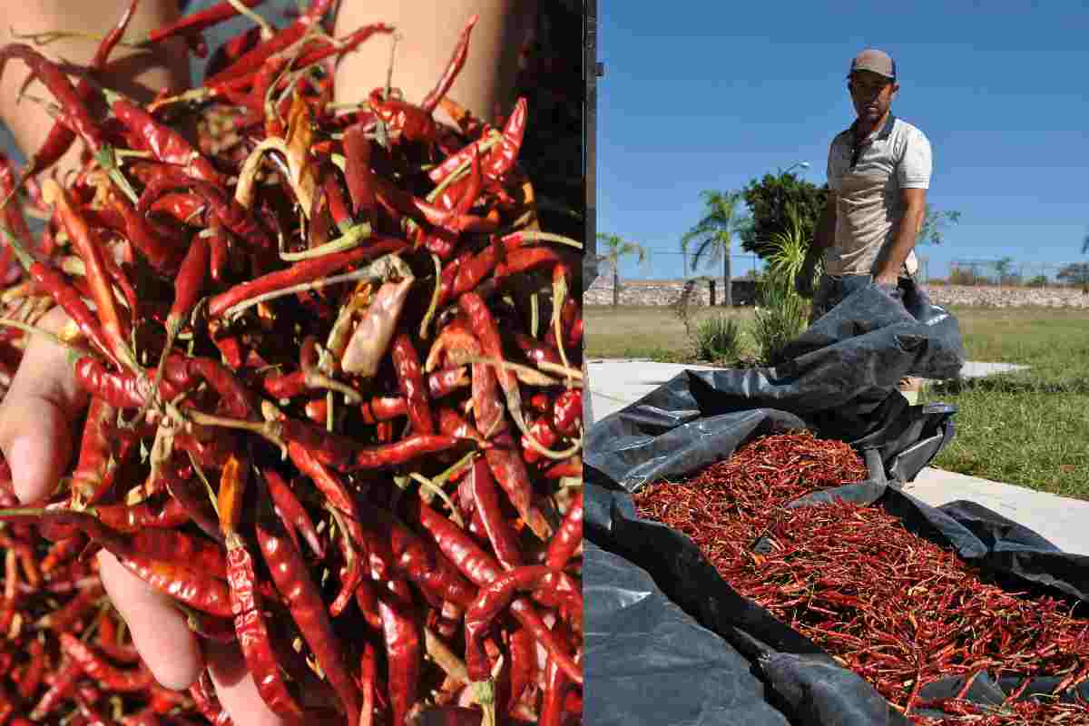 Una vez concluido el proceso de secado y volteo del chile Yahualica, el productor debe seleccionar o apartar el producto por categorías.