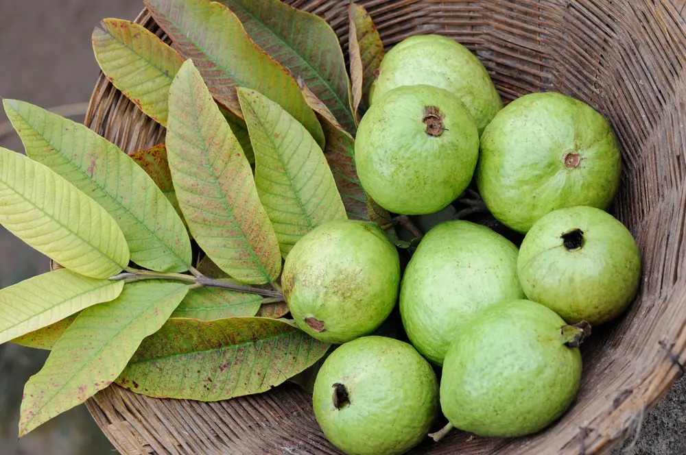 Para qué sirve el té de hojas de guayaba para desinflamar