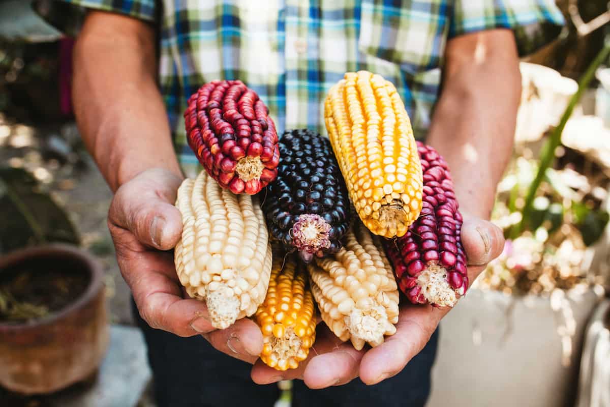 Maíz seco de maíz azul en manos mexicanas