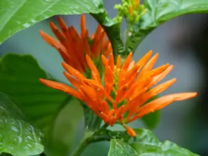 Flor de muicle también conocida como la hierba de la virgen