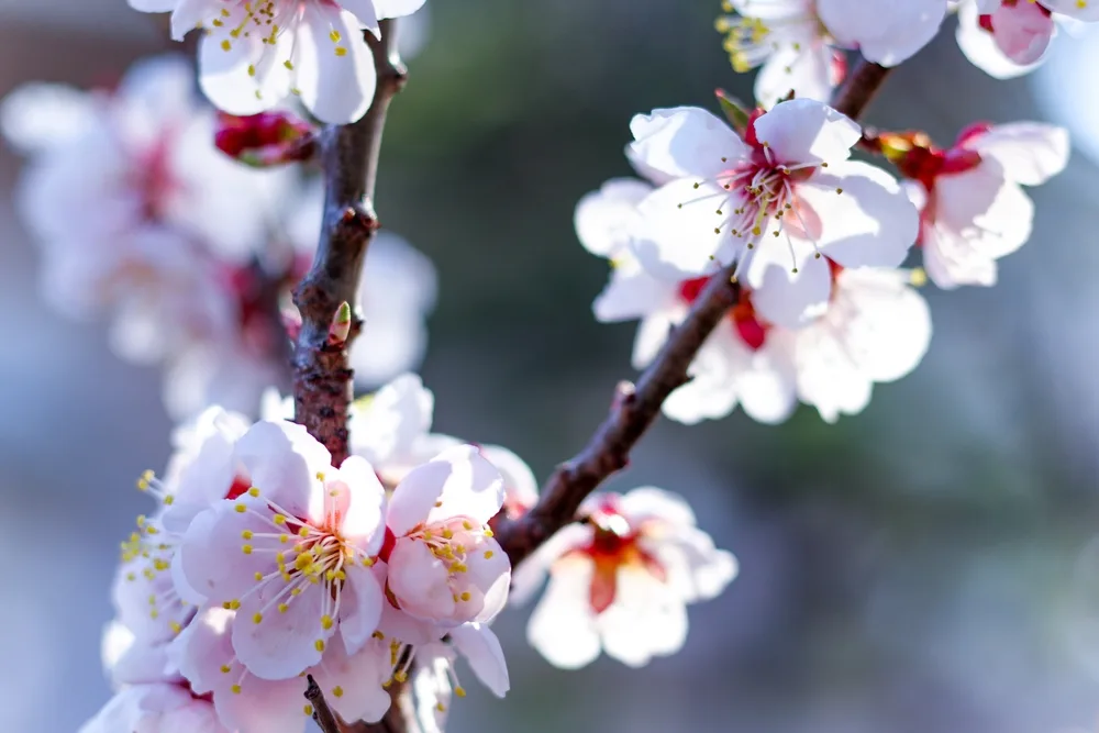 Árbol de sakura que podrás comprar en el bazarcito japonés. 