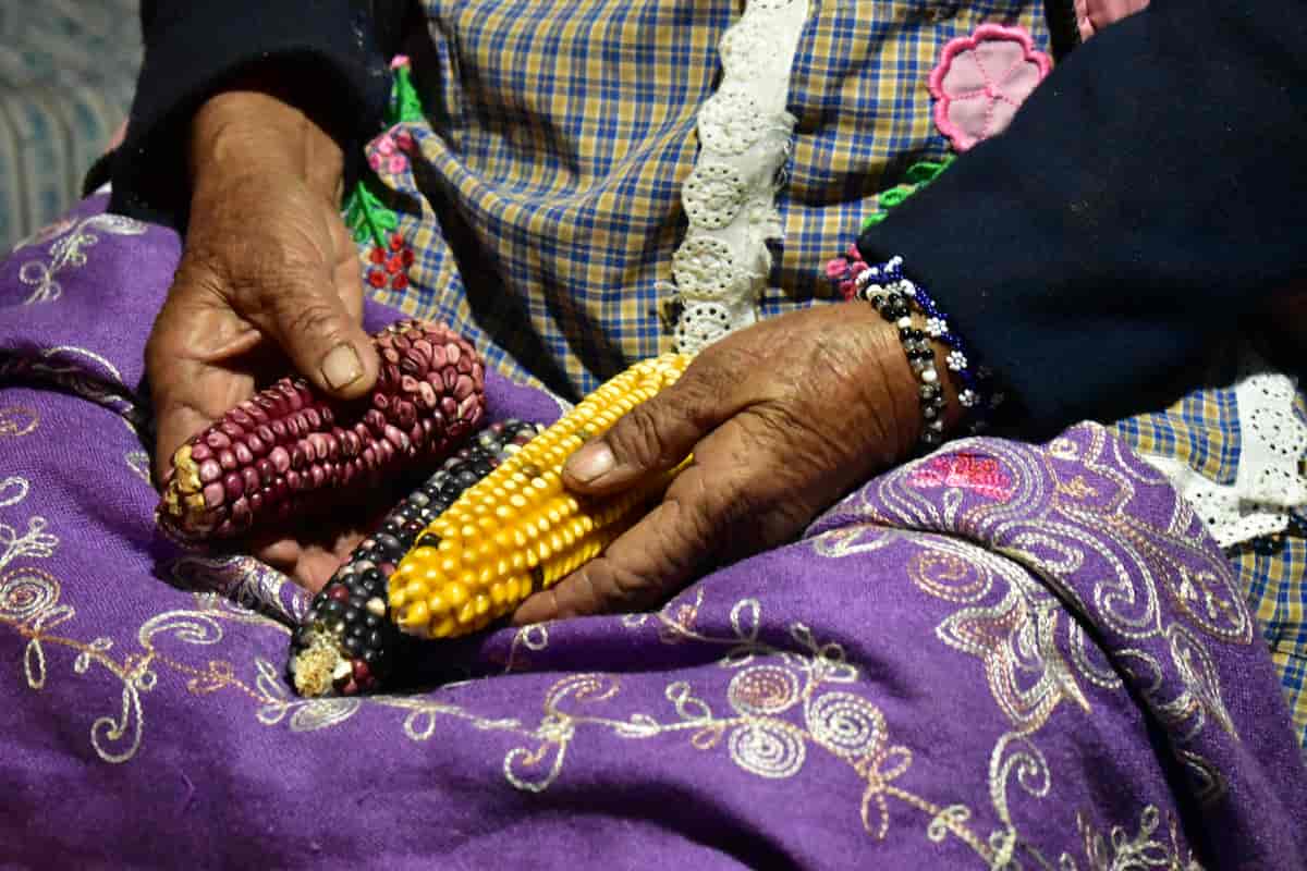 Francisca sostiene entre sus manos el maíz que cultivó el año pasado.