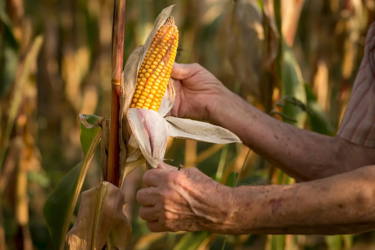 La nixtamalización es un proceso tradicional de preparación del maíz en el que los granos secos se cuecen.