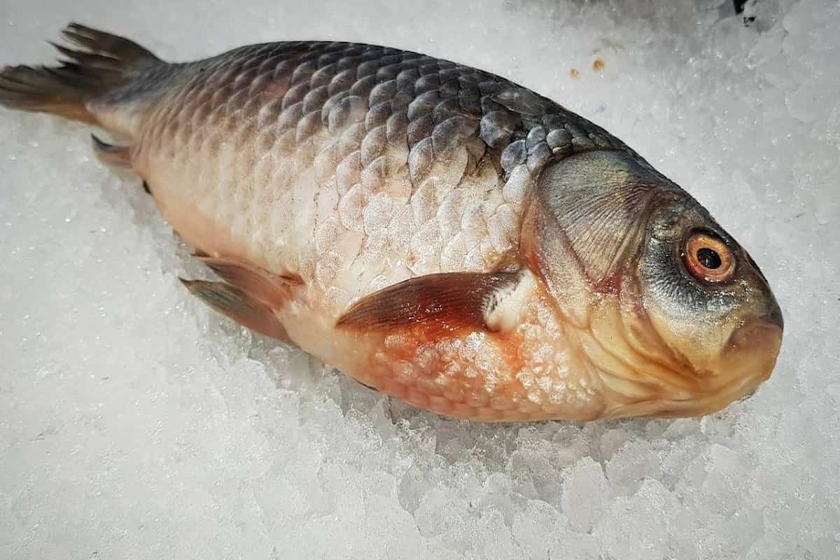a qué temperatura se debe refrigerar el pescado 