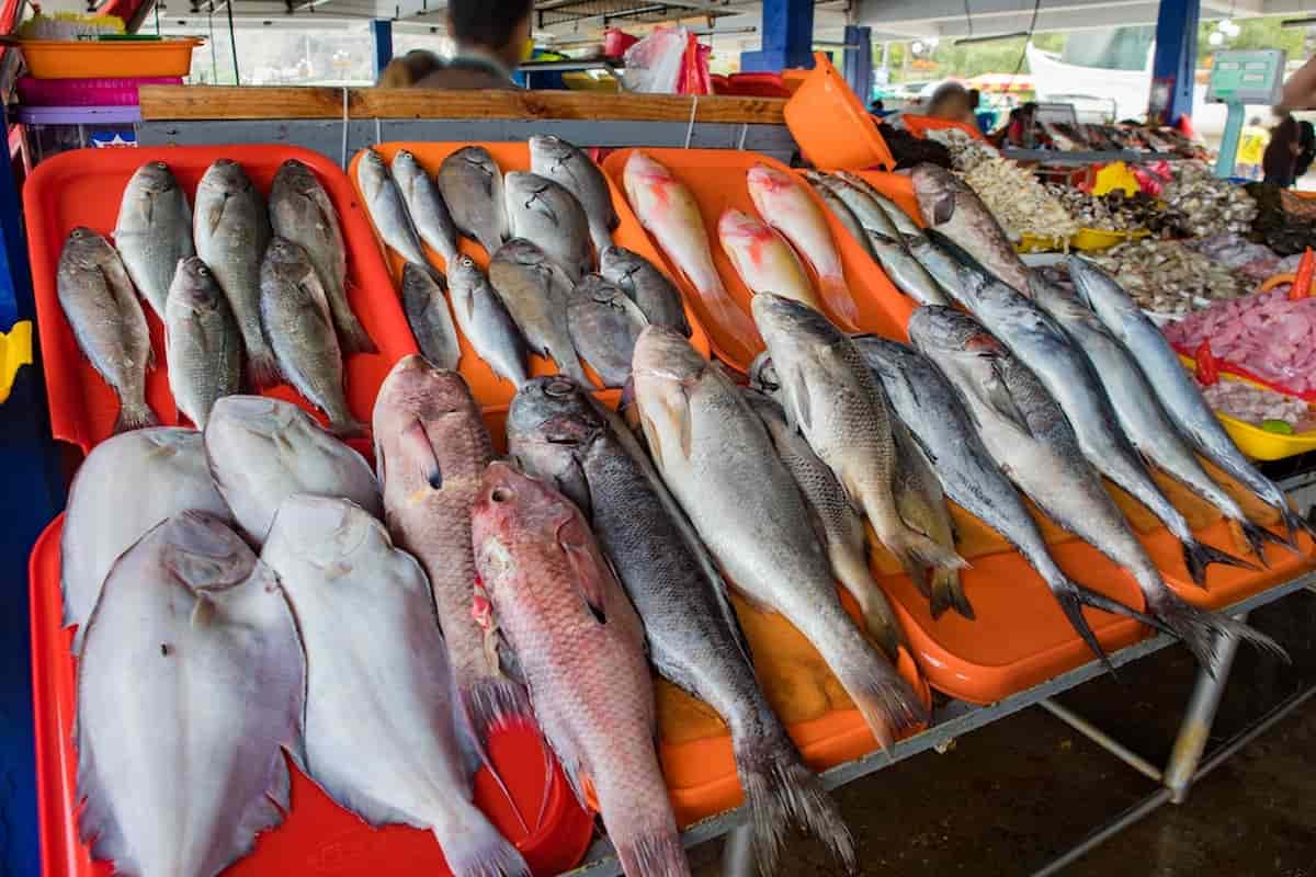 En el día del Ceviche busca la pesca sustentable y de calidad