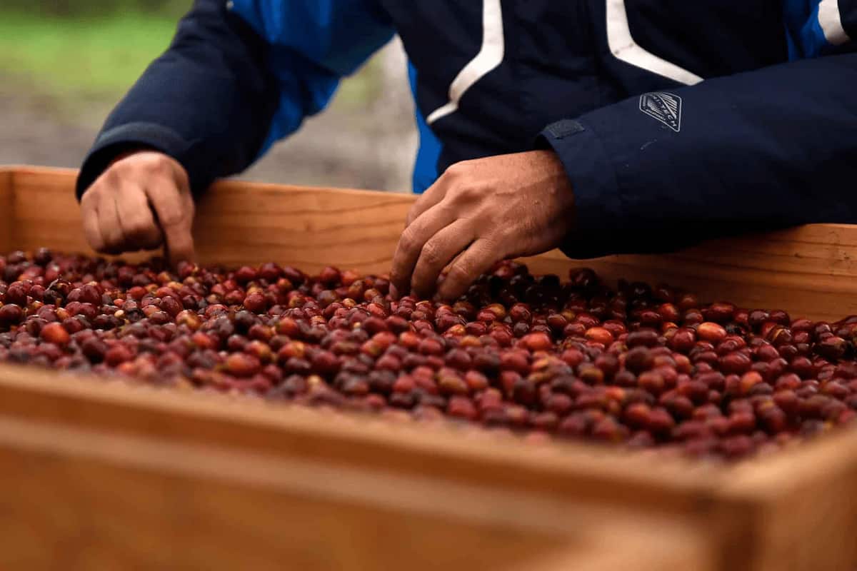 por qué no se puede cultivar café en el norte del país, una pregunta que se resuelve con una sola palabra: clima