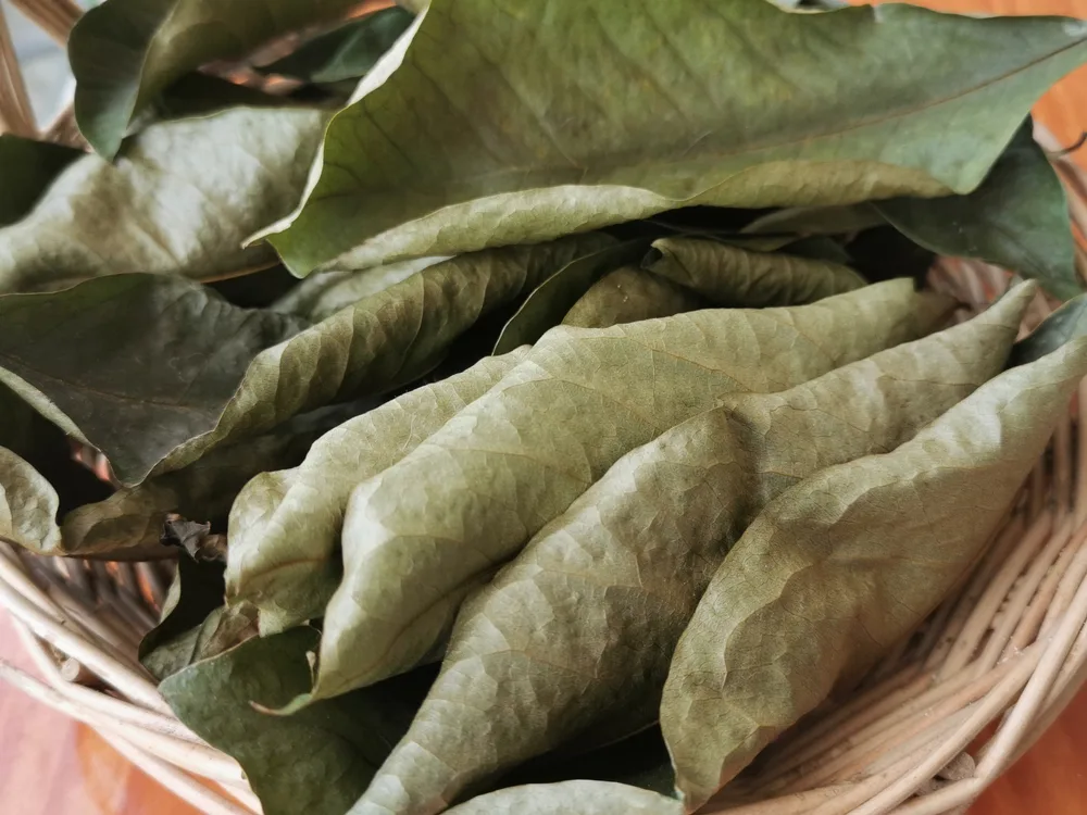 Té de hojas de guanábana beneficios