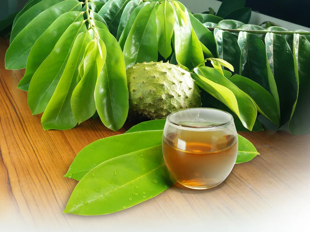 Té de hojas de guanábana beneficios