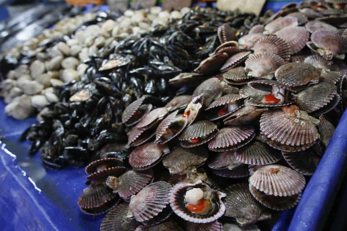 Aprende a diferenciar entre los diferentes mariscos ostiones, ostras, almejas y mejillones