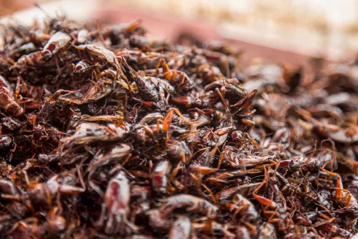 dónde comer insectos en México