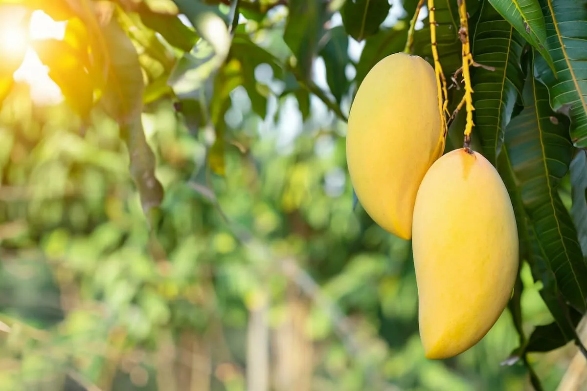 el mango Ataúlfo llegó como un mango Manila y con el tiempo s transformó en otra especie de mango