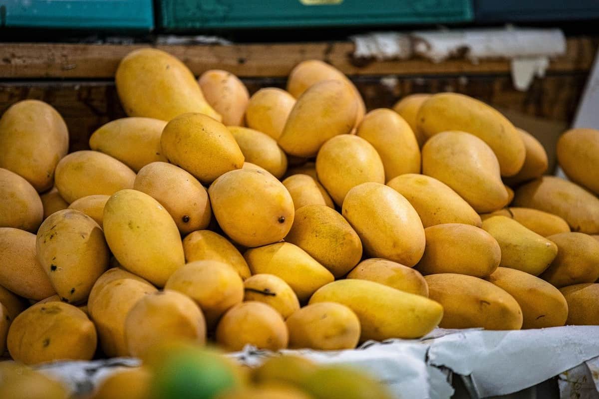 dónde se puede comprar mango Ataúlfo 