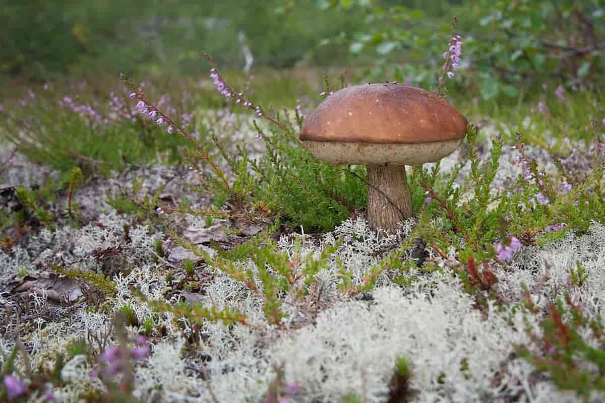 hongos silvestres de noruega