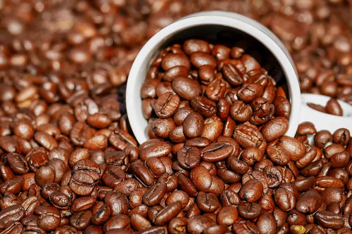 cuáles son las razones para que no se puede cultivar café