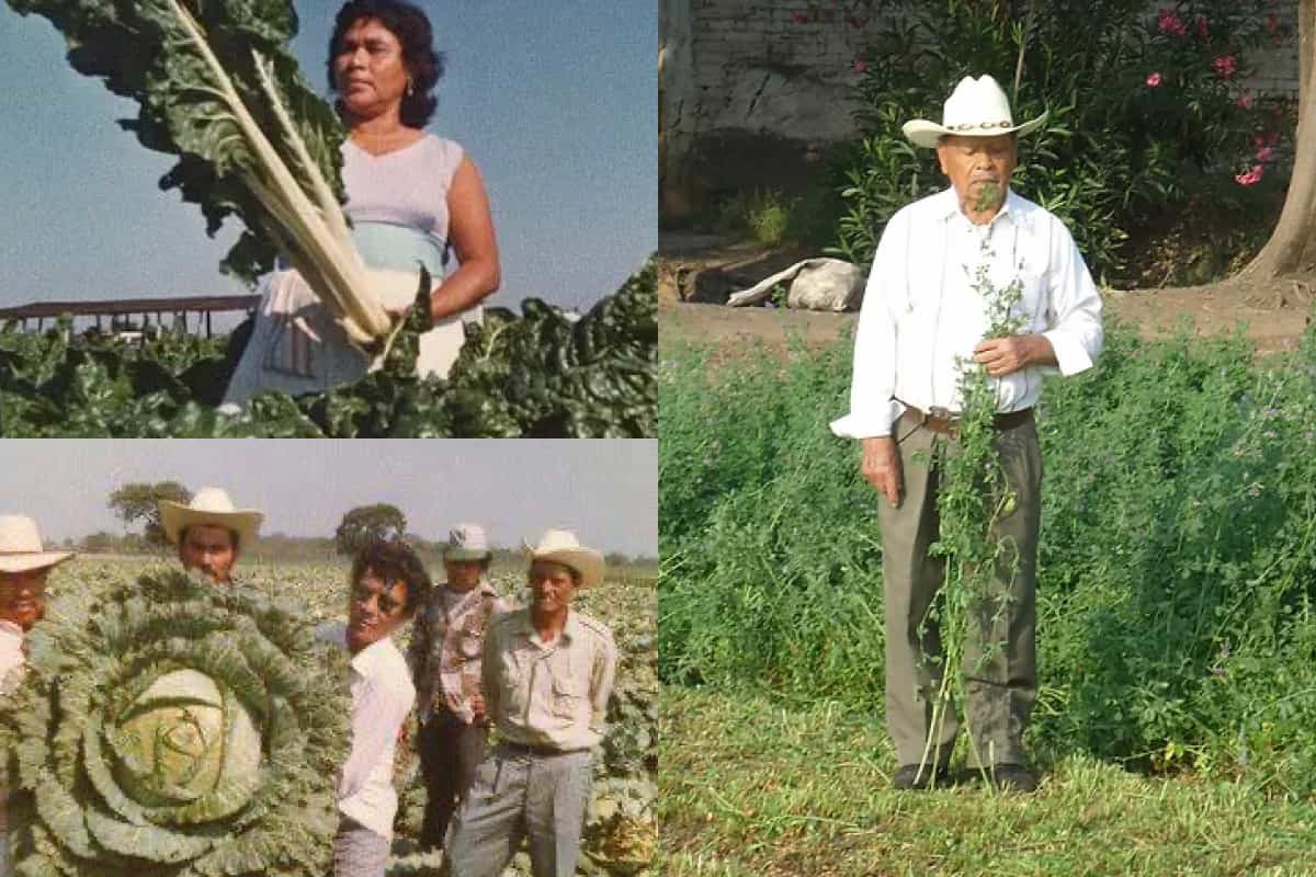 verduras gigantes en México