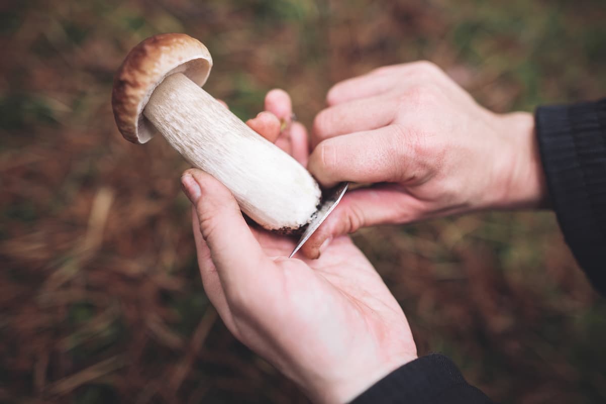 ¿los hongos se lavan? Te lo dice una experta en inocuidad alimentaria