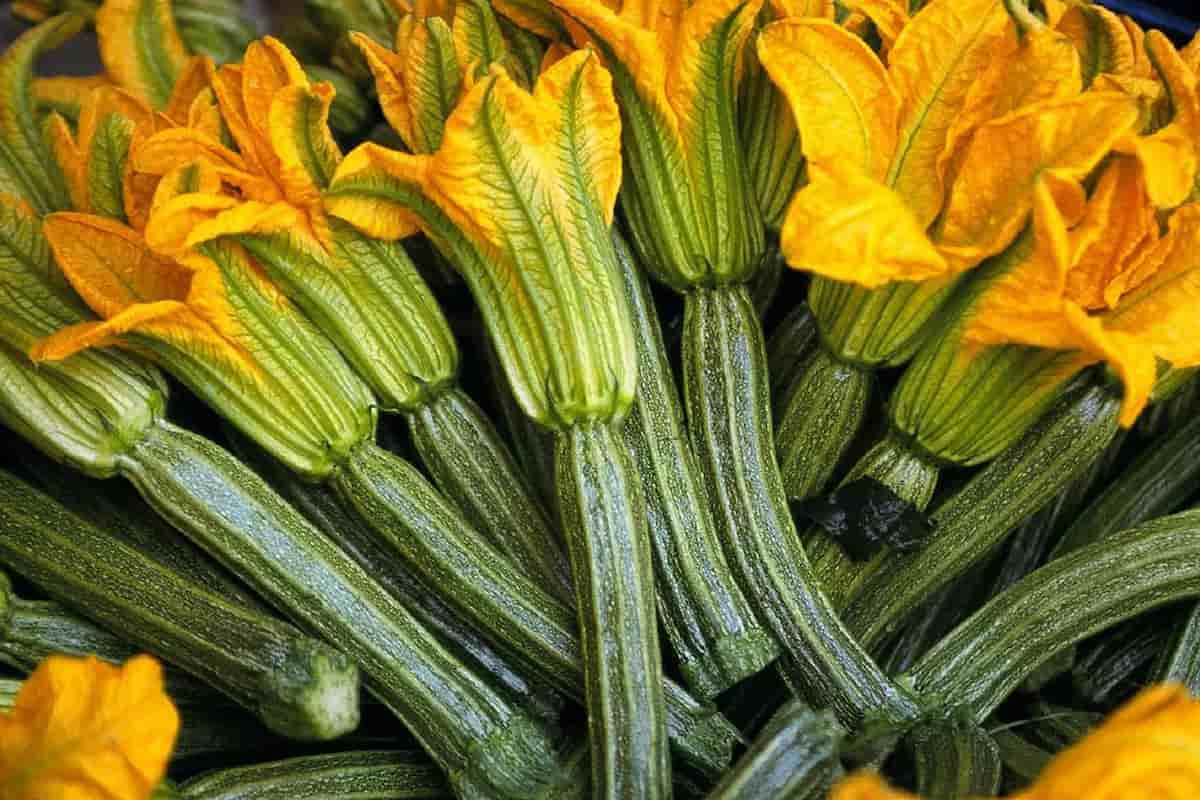 Beneficios nutricionales de la flor de calabaza