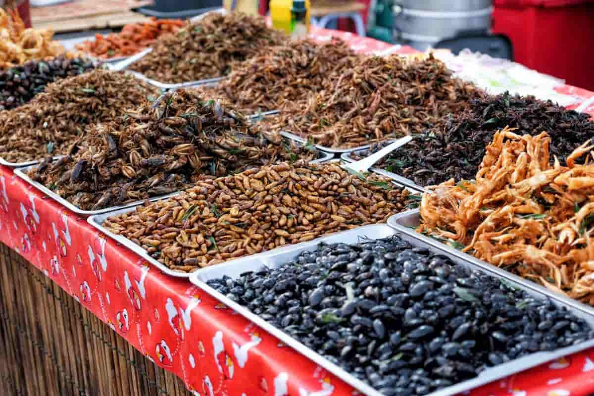 qué insectos se comen en México