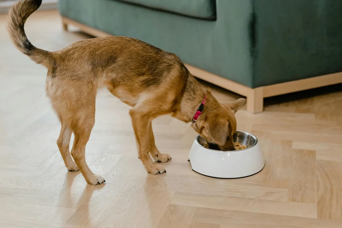Recuerda que nuestras mascotas no deben de comer todos los alimentos aptos para humanos.