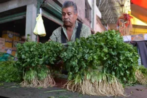 aumenta el precio del cilantro en 400%