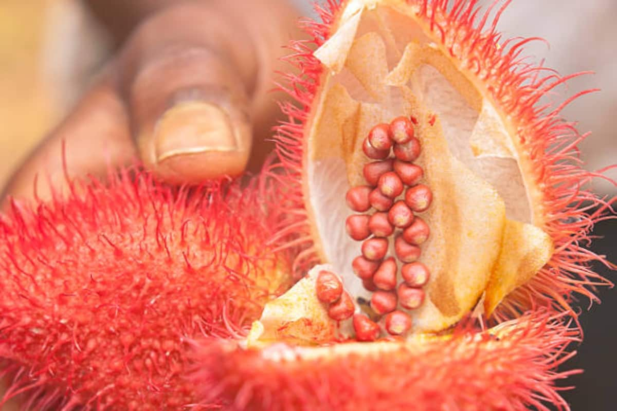 El achiote es una planta originaria de América, y es un ingrediente que se utiliza mucho en platillos del sureste de México. / Foto: iStock