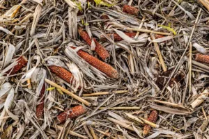 descubre el proyecto mexicano que busca convertir desperdicios agrícolas en conservadores naturales