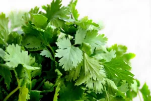 las sequías y granizadas han hecho que el precio del cilantro se haya aumentado cuatro veces