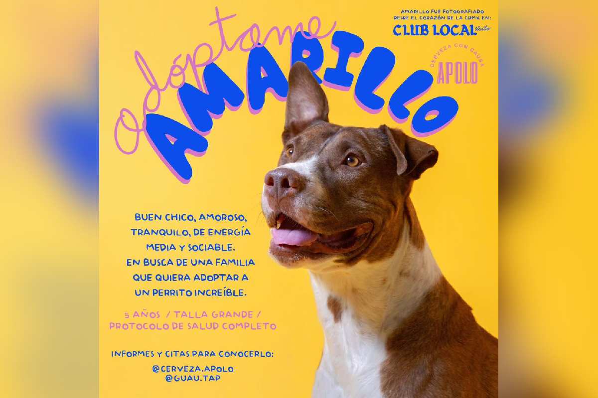 Adopta a Amarillo un perrito rescatado por cerveza Apolo.