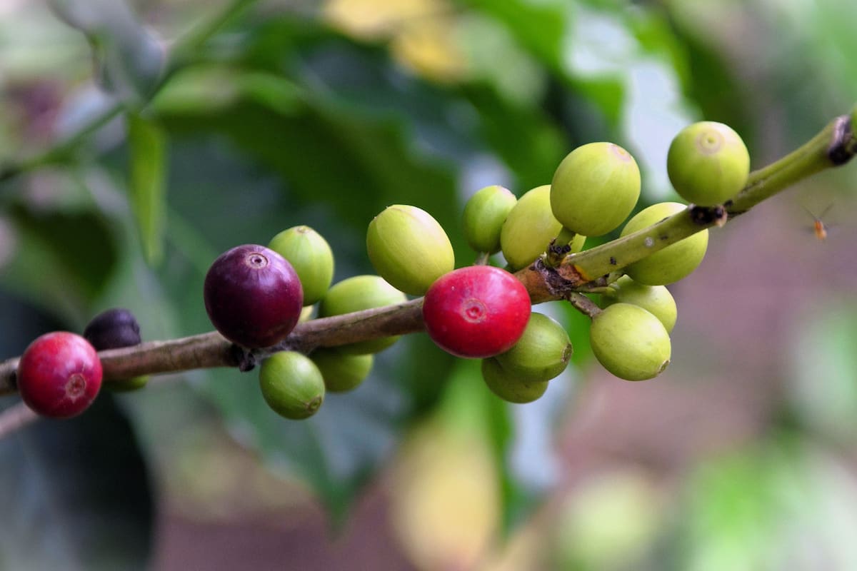 México es el décimo segundo productor de café en el mundo. El consumo anual per cápita alcanzó los 796 g.