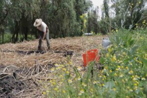 Chinampero Felipe Barrera cultivando en Xochimilco.