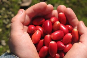 la fruta milagrosa tiene la capacidad de hacer que la comida ácida o agria tenga un sabor dulce, gracias a un compuesto llamado miraculina.