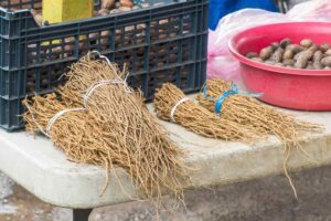 La raíz de oro: el chilcuague. / Foto: Shutterstock