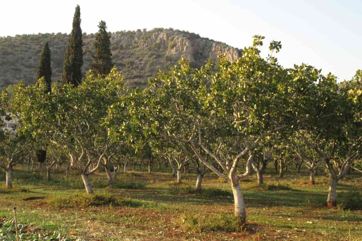 el árbol de pistache