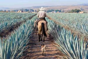 el tequila uno de los productos más exportados