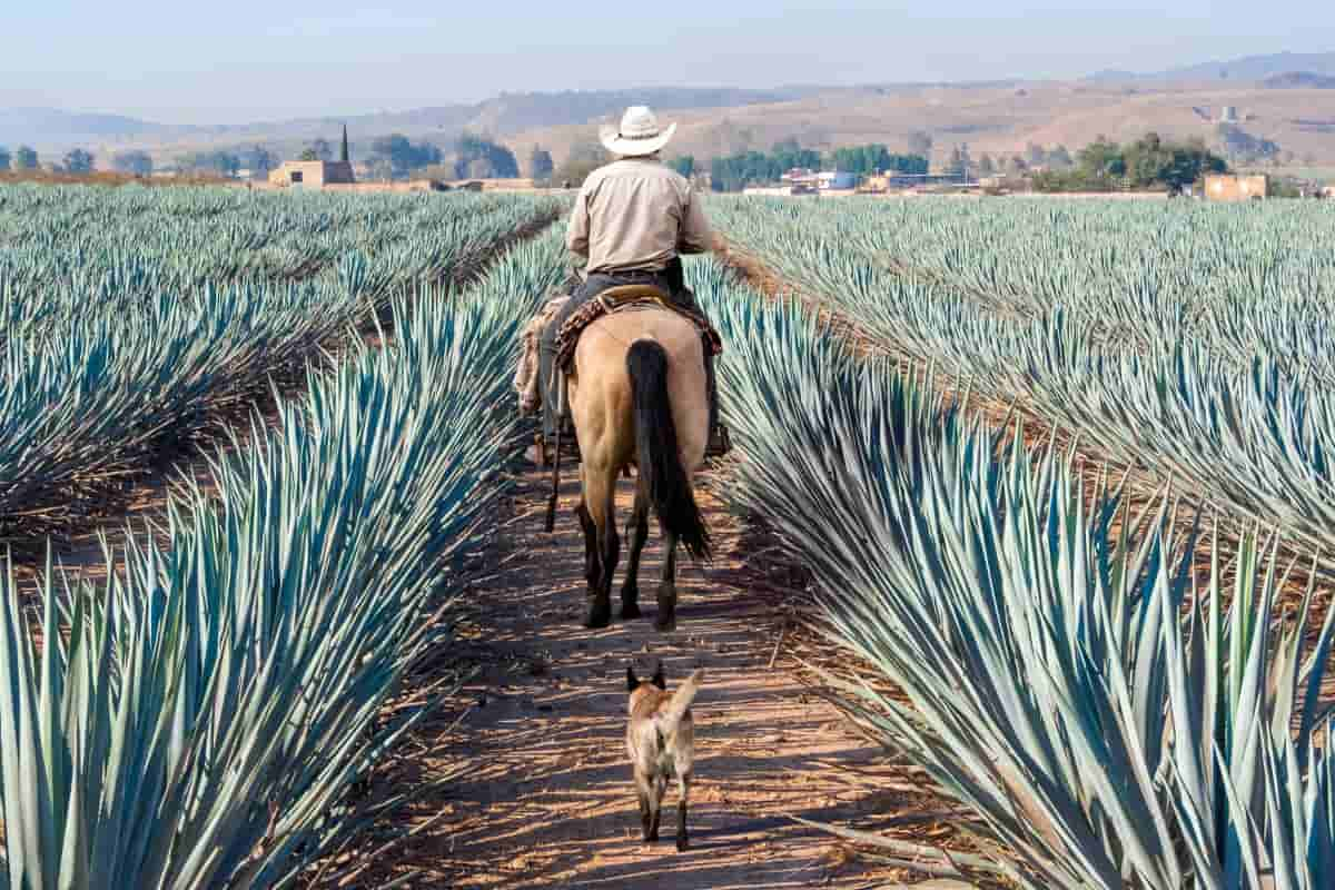 Mitos Día del Tequila