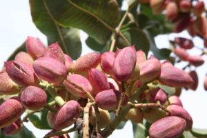 el árbol del pistache: beneficios, curiosidades y recetas