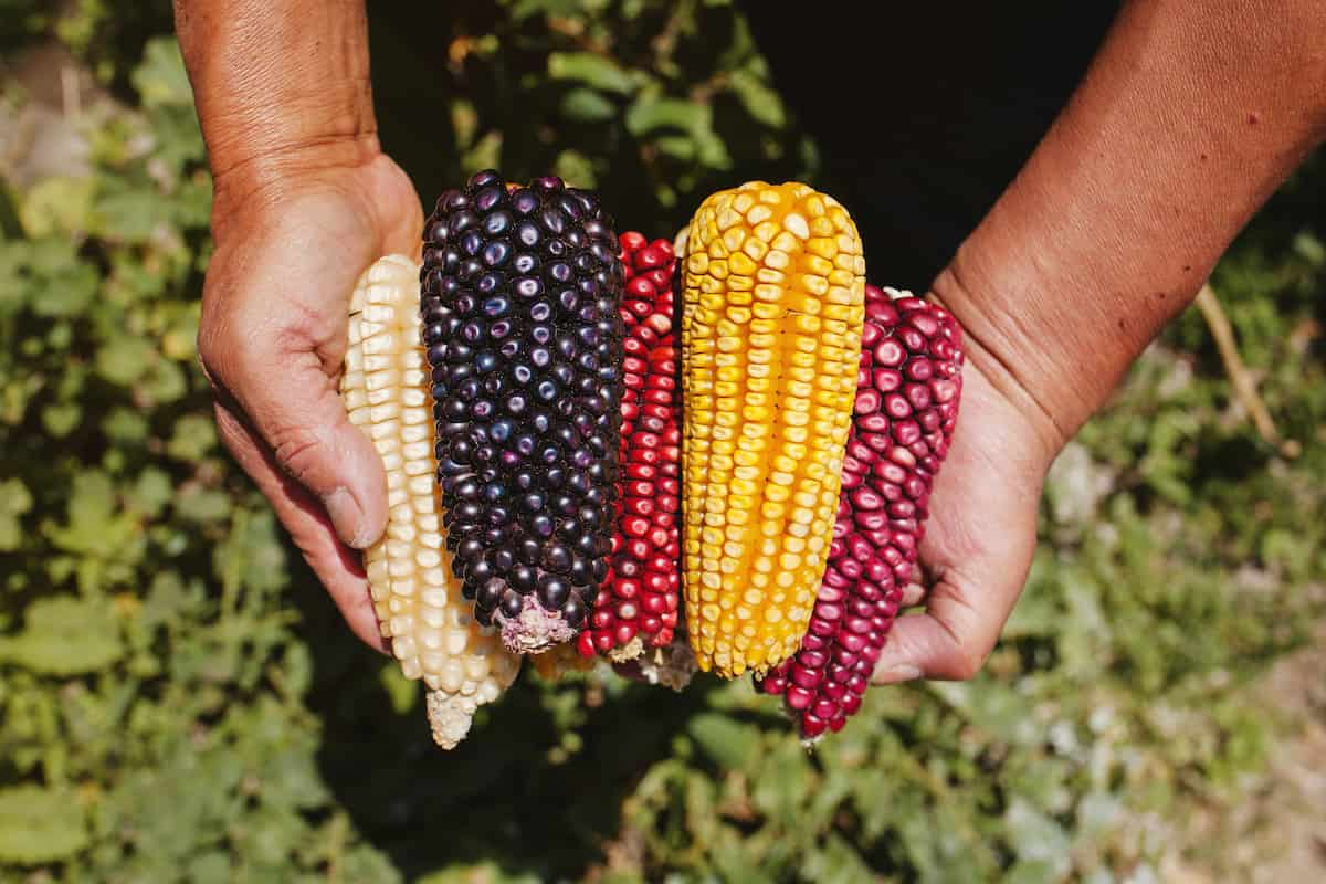 serie documental de comida