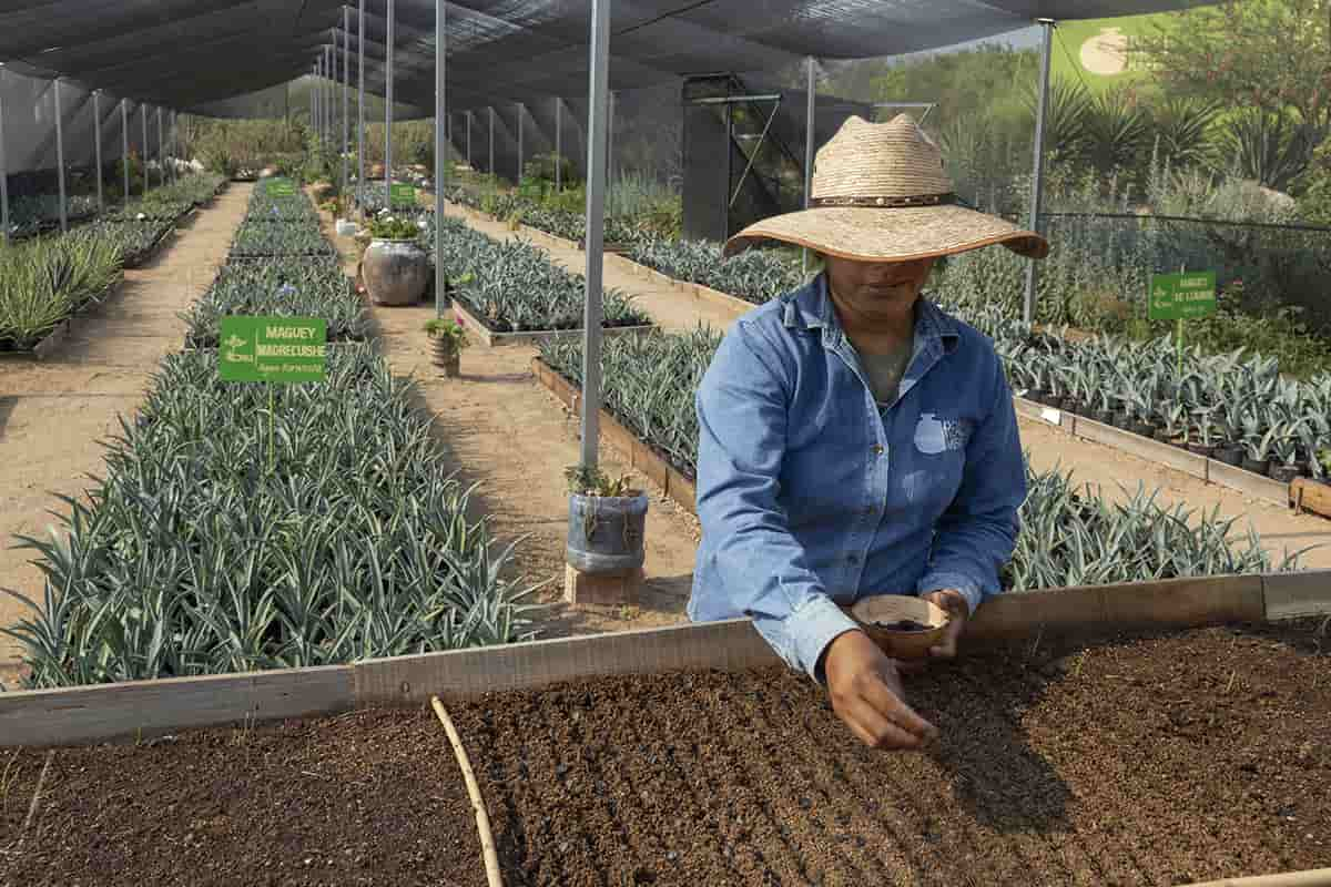 conservacion de agaves silvestres banco de semillas