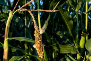 este es el huitlacoche un hongo que crece en las mazorcas de maíz muy consumido en México