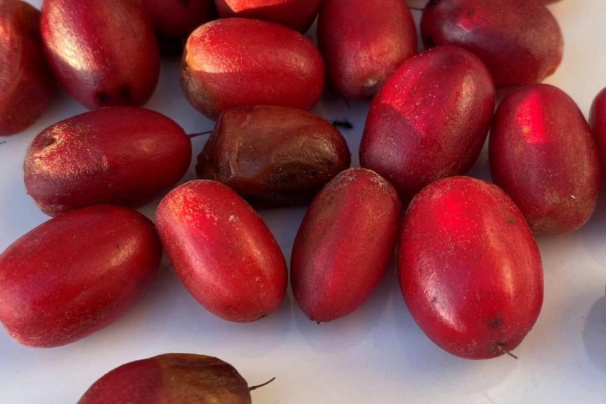 La "fruta milagrosa" ha capturado la atención de la comunidad científica y nutricional.