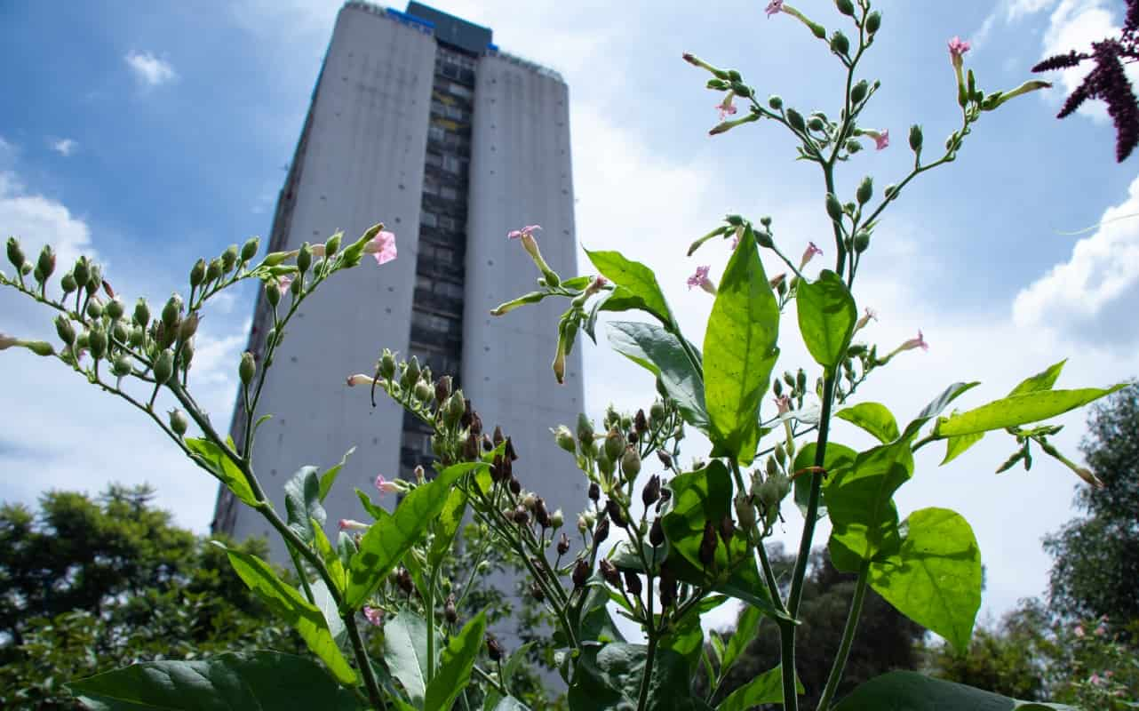 Huerto Tlatelolco