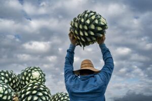 botellas con gusano en el mezcal