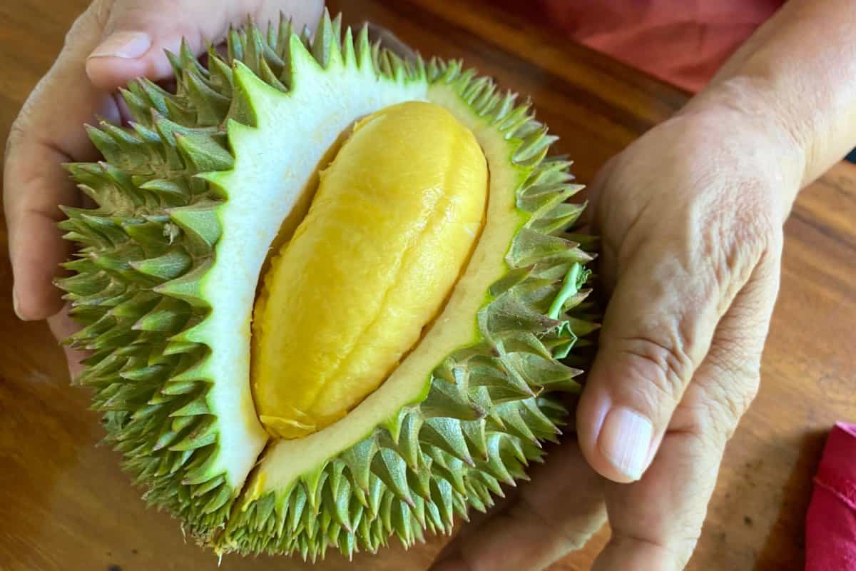 durian prohibido en transporte publico