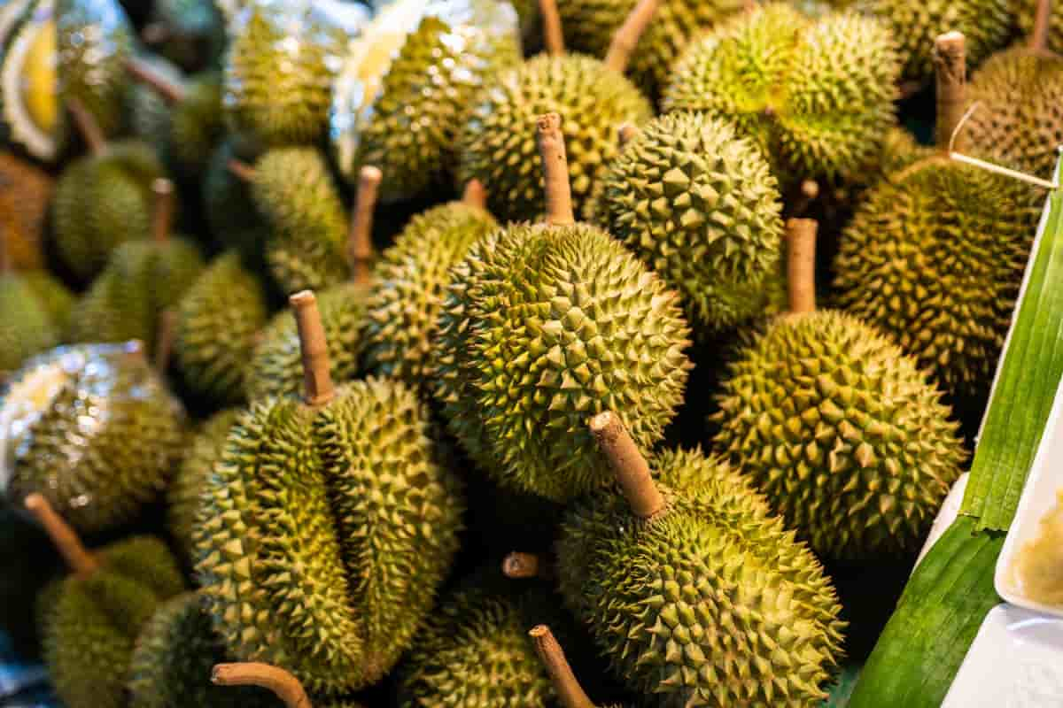 durian prohibido