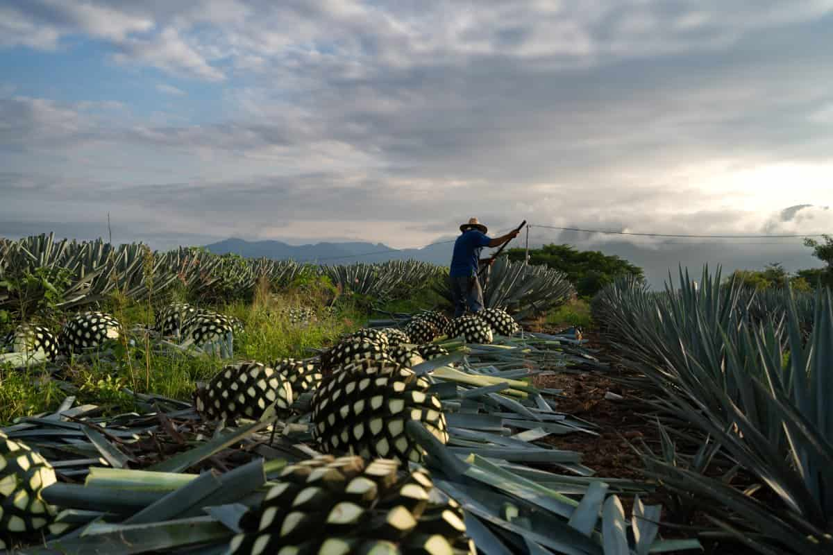 mezcal destilado