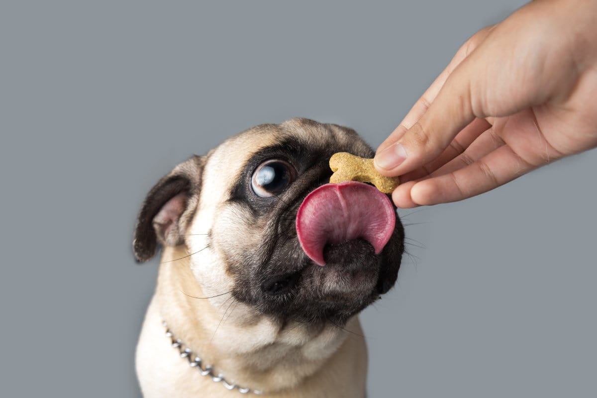 Snacks para mascotas